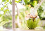 Coconut Water – Good Source of Several Nutrients! Read About it